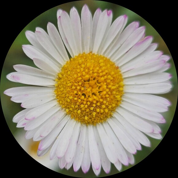 daisyology